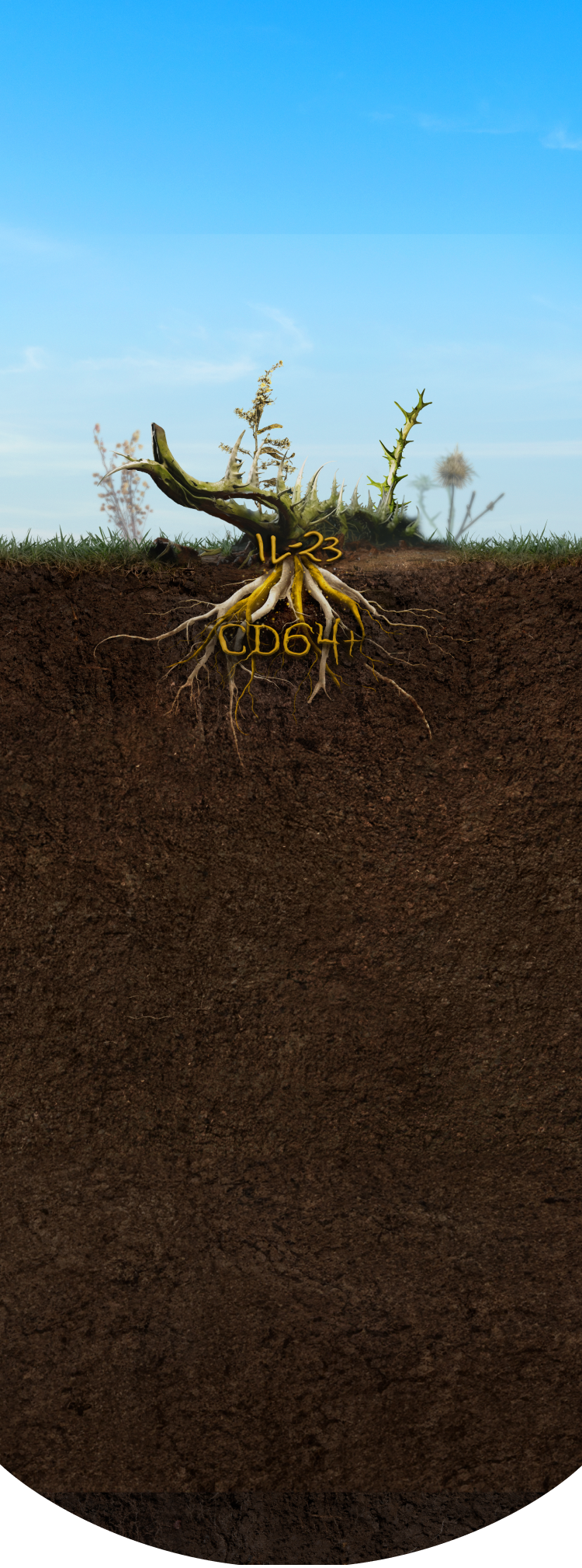 Plant and roots underground labeled IL-23 and CD64+ as drivers beneath the surface