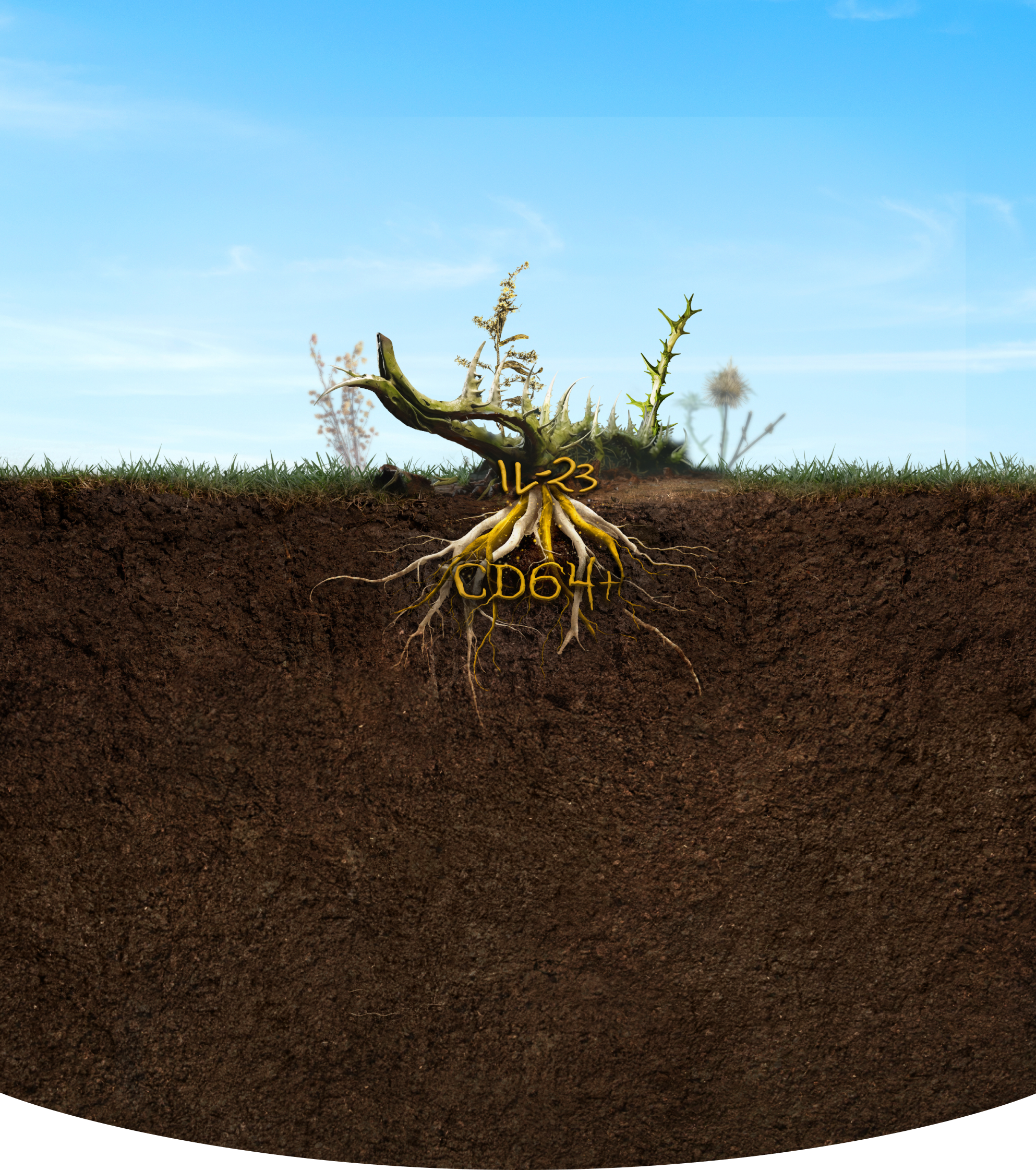 Plant and roots underground labeled IL-23 and CD64+ as drivers beneath the surface