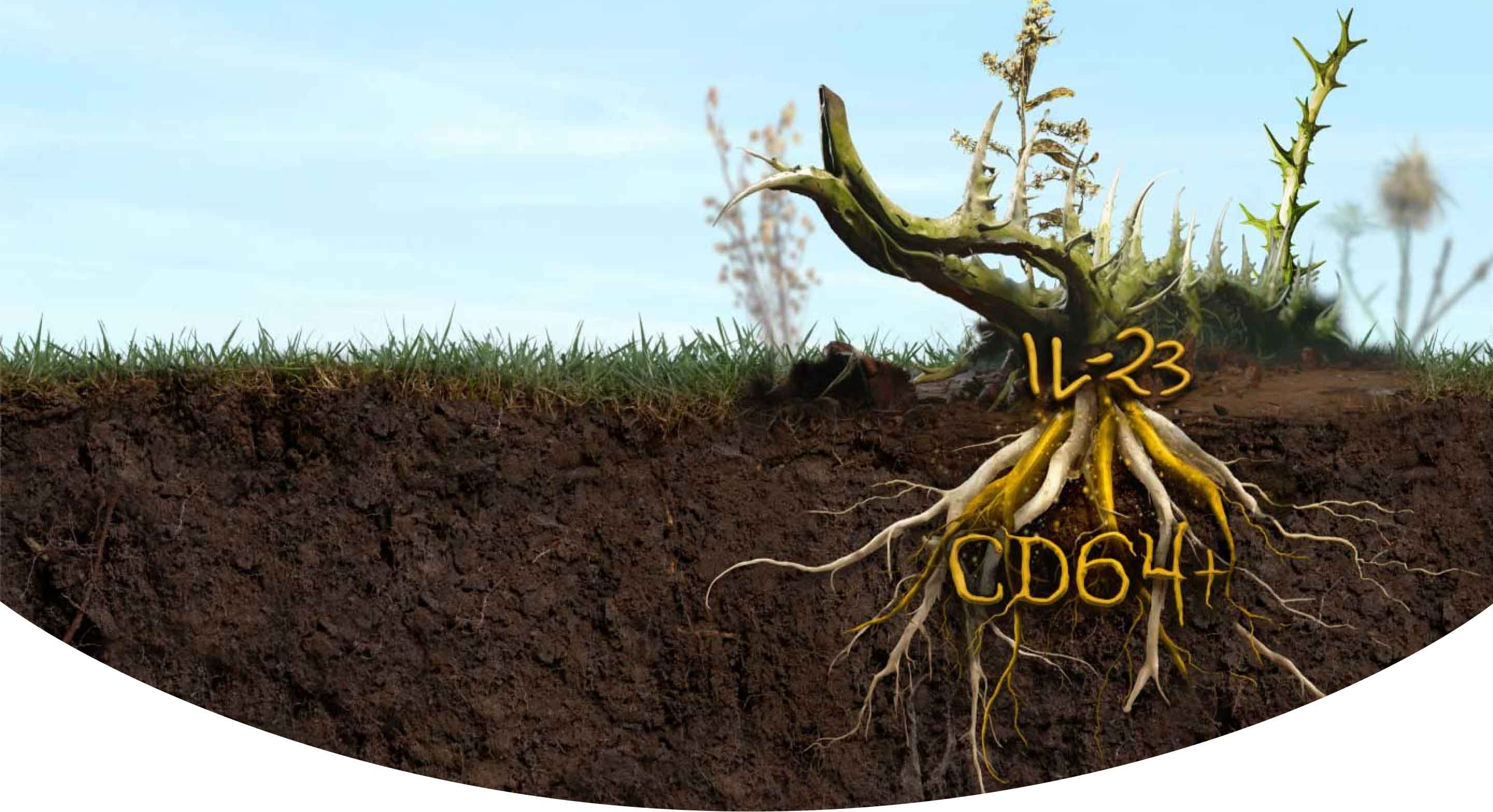 Plant and roots underground labeled IL-23 and CD64 as drivers beneath the surface