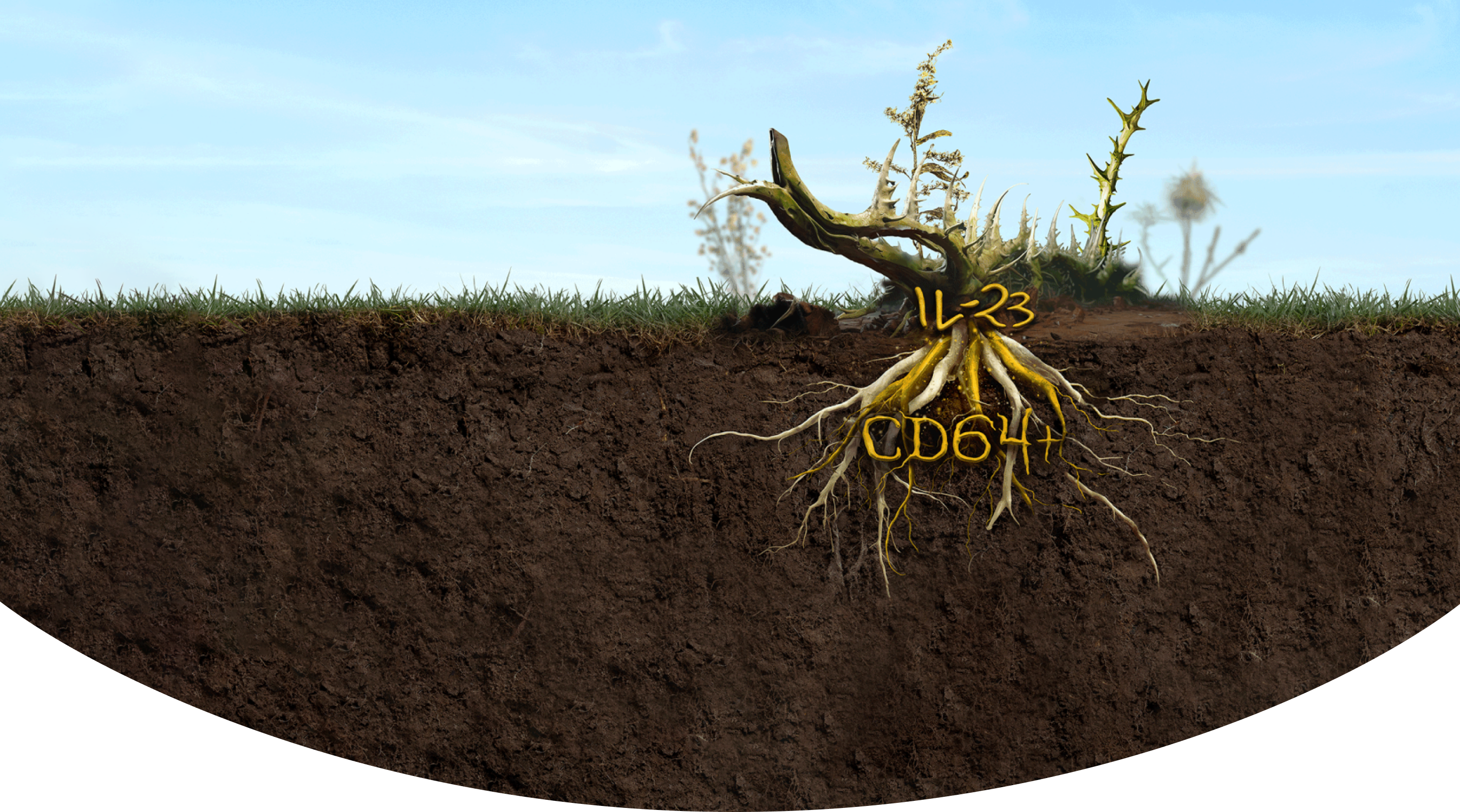 Plant and roots underground labeled IL-23 and CD64+ as drivers beneath the surface