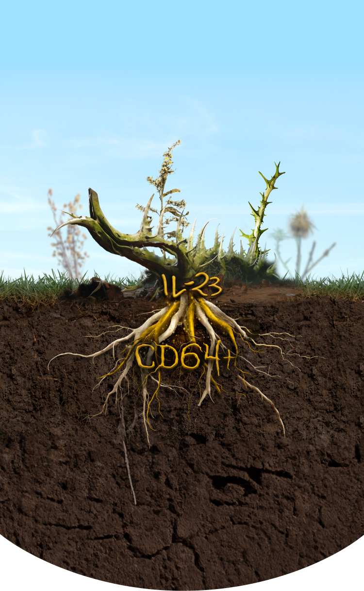 Plant and roots underground labeled IL-23 and CD64+ as drivers beneath the surface