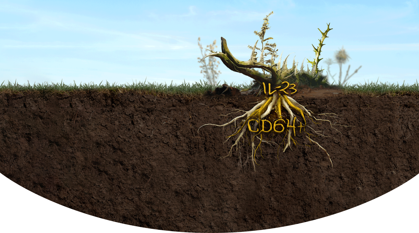 Plant and roots underground labeled IL-23 and CD64+ as drivers beneath the surface